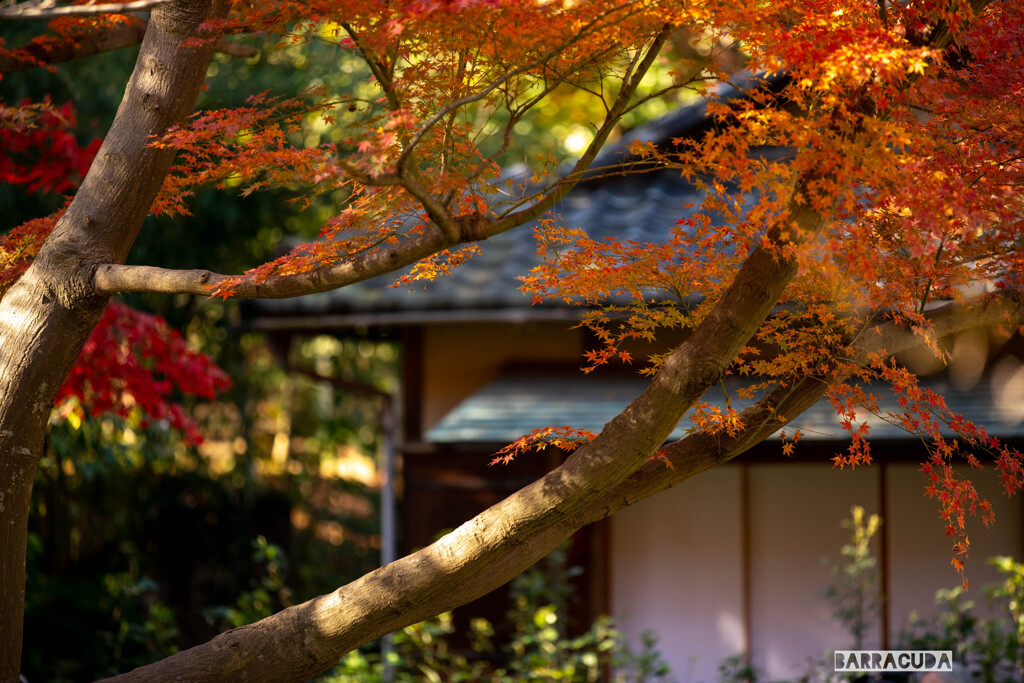 最後の紅葉・三渓園⑩