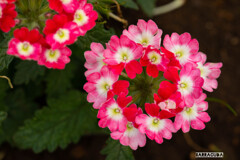 木場公園にて⑦