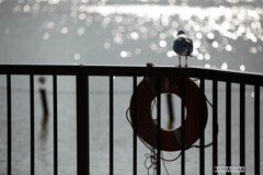 ユリカモメ　シリーズ①