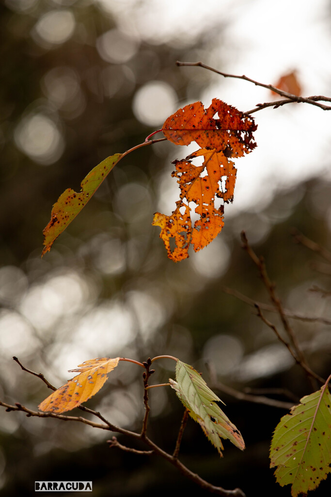 舞岡の秋の仲間②