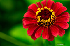 里山ガーデン　ヒャクニチソウ