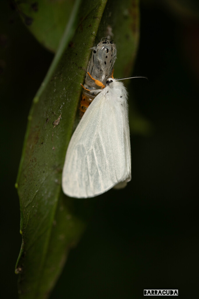 キアシドクガ三態②