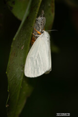 キアシドクガ三態②