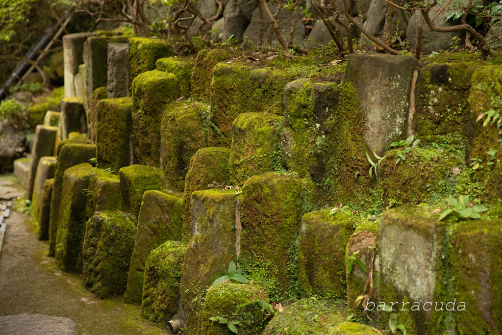長谷寺のわすれもの③