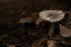 舞岡公園シリーズ