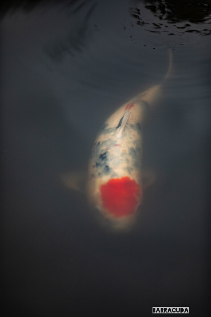 久良岐公園にて⑥