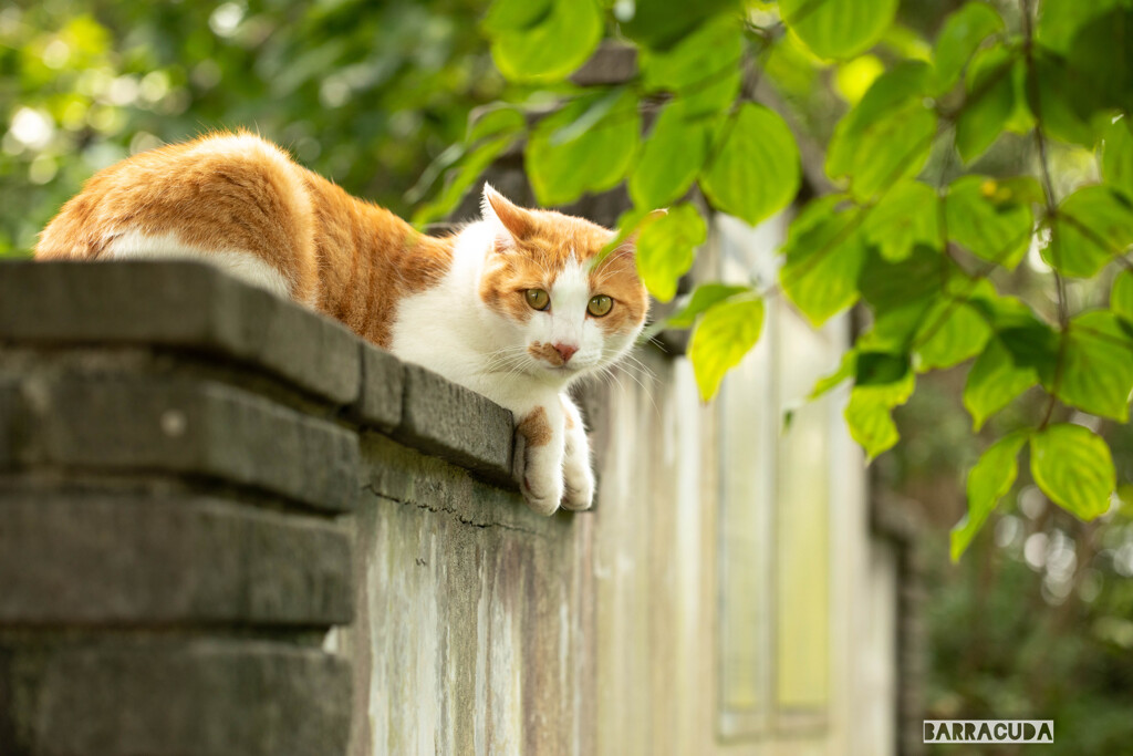 こども植物園の植物たち＆④