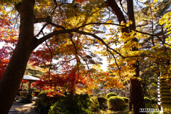 大宮氷川神社④