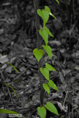 真似してみましたシリーズ(*´з`) ④