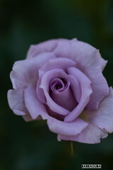 横浜イングリッシュガーデンにて⑦