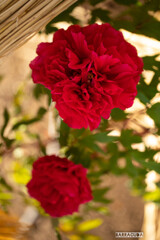 上野ぼたん苑シリーズ⑧