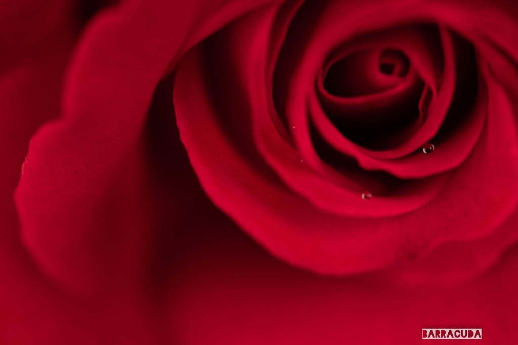5月の薔薇⑥