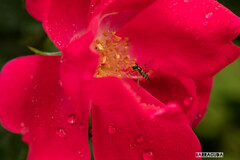 雨のこども植物園⑪