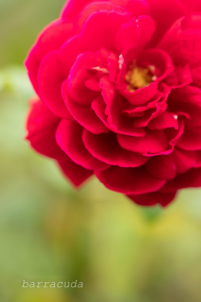 港が見える丘公園⑧