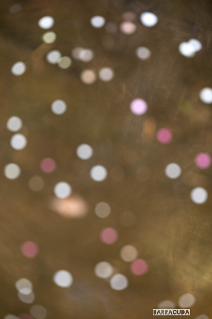 池に落ちた梅の花びら