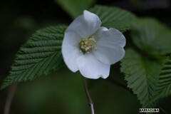 舞岡の名も知らない草花⑤