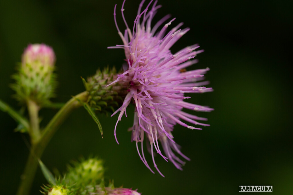 あの日のあざみ