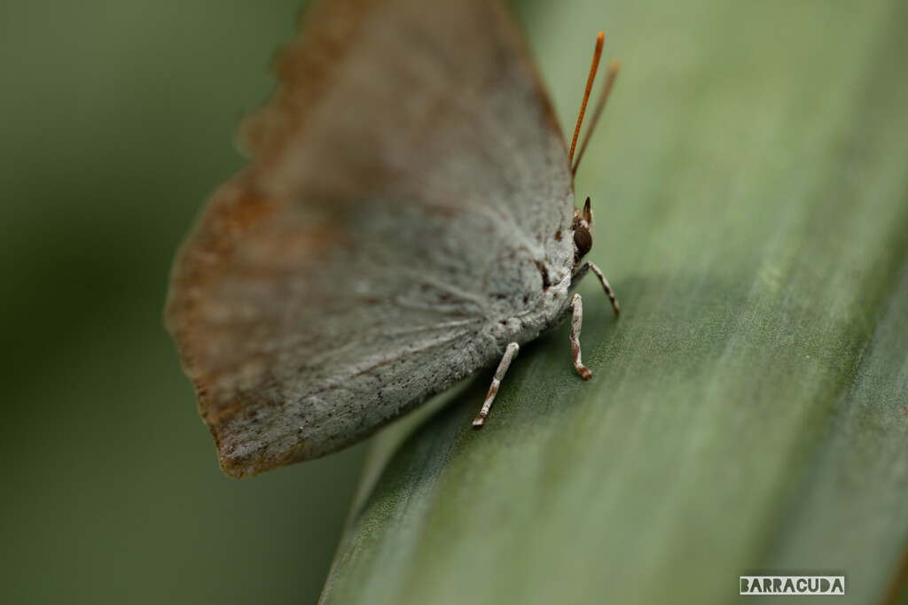 小さい秋を探しに⑦