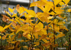 黄色い葉（ゴッホ風）