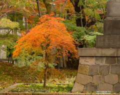 浄真寺・もうひとつのくねくね木