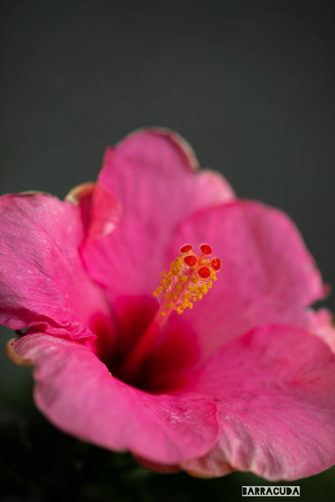 ハイビスカス①