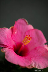 ハイビスカス①