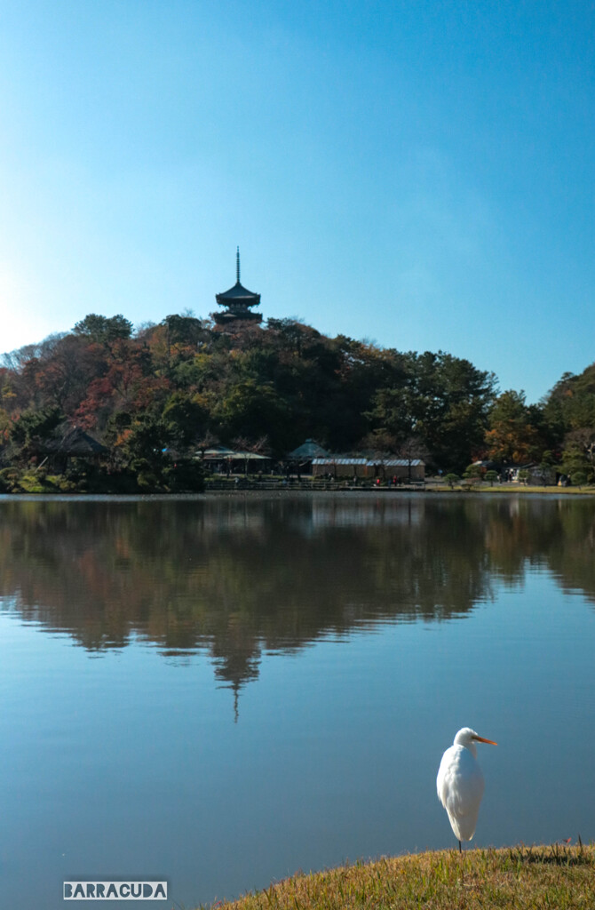 三渓園とサギ