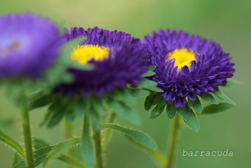 あの日の紫の花