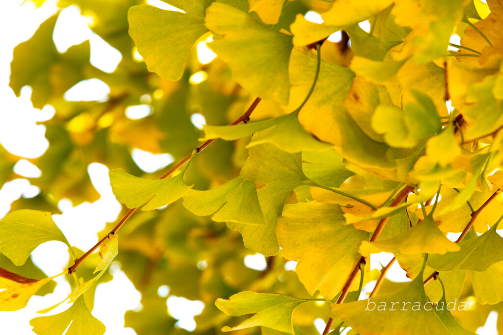 等々力渓谷へ③