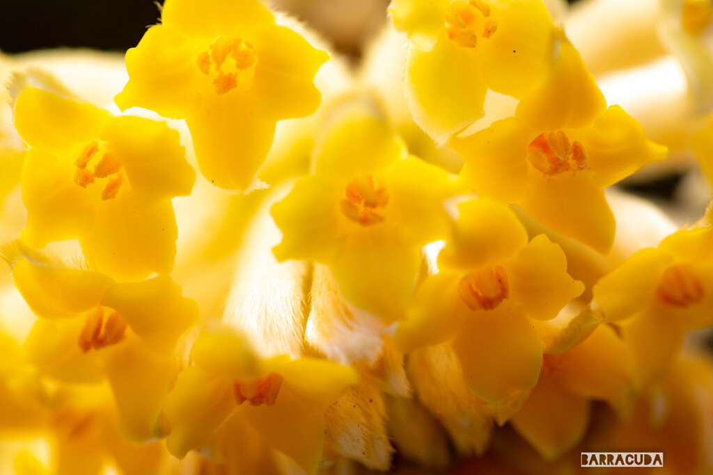 山下公園・港の見える丘公園の花シリーズ⑨
