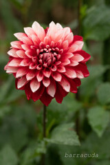 町田ダリア園シリーズⅡ　①