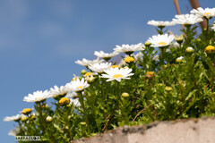 山下公園・港の見える丘公園の花シリーズ⑦