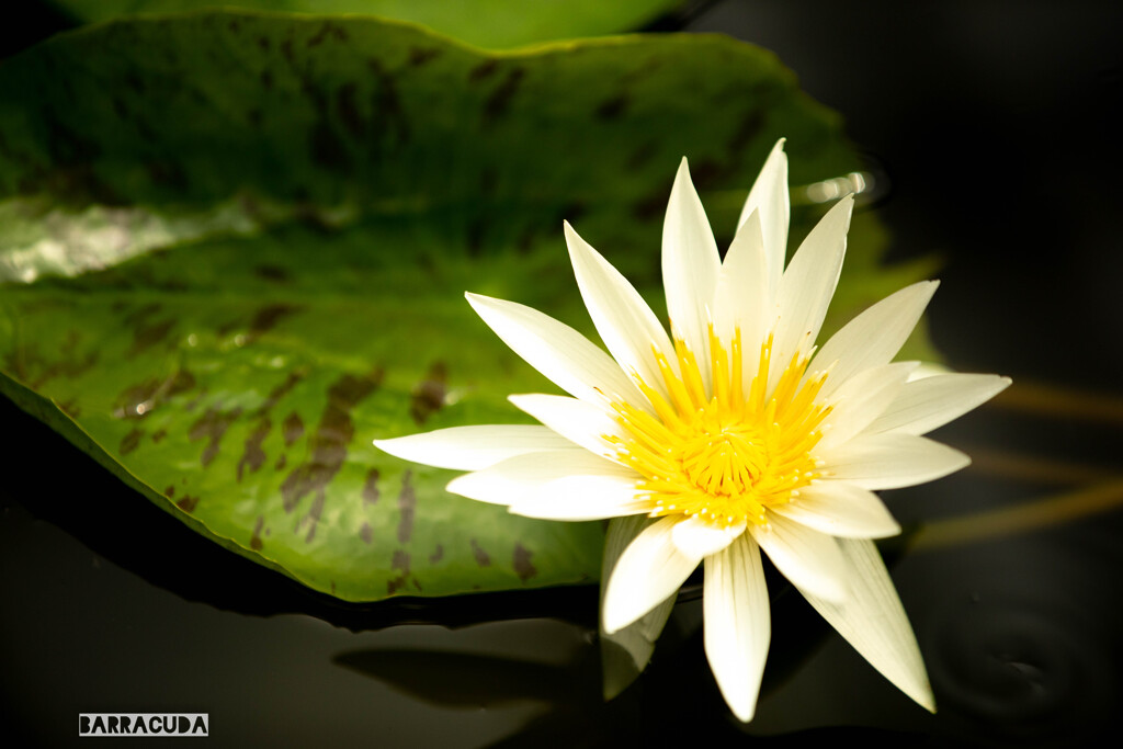 神代植物園・スイレン⑤