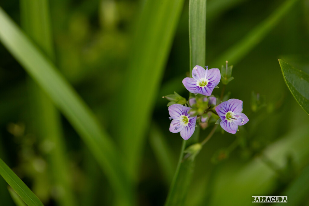 草花シリーズ①