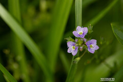 草花シリーズ①