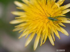 舞岡の名前は知ってそうな虫たち④