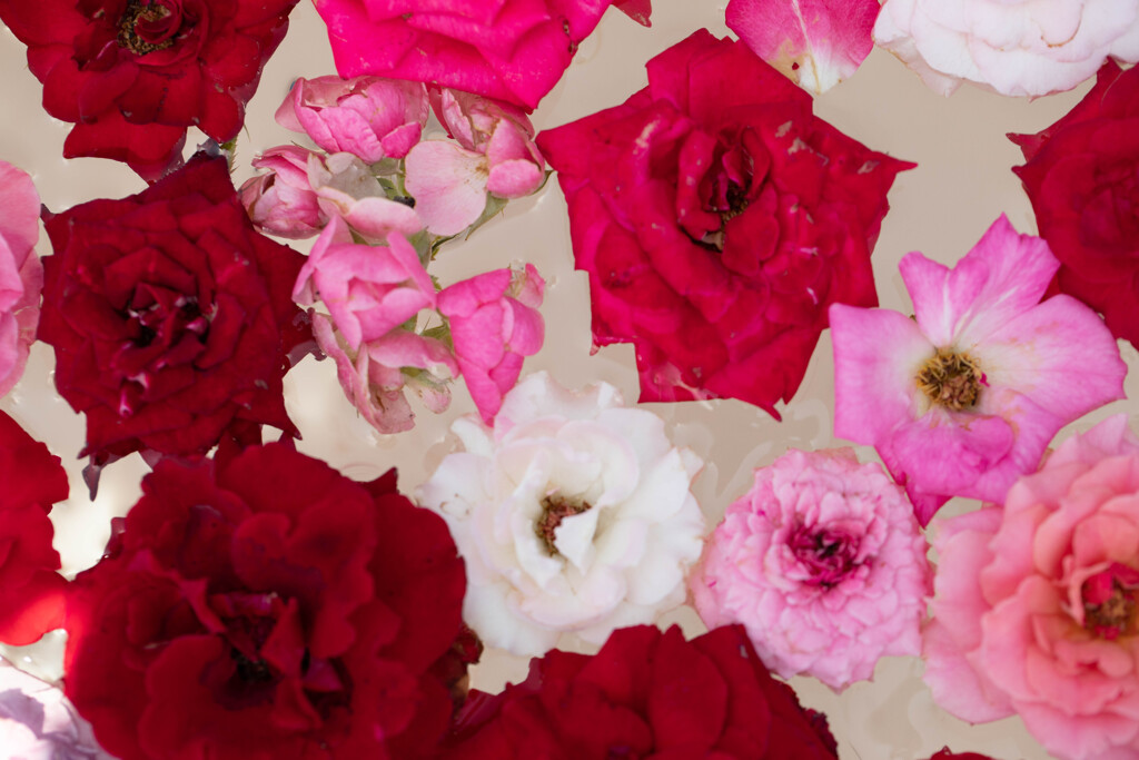 フラワーアレンジメント赤系