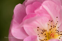 港が見える丘公園④