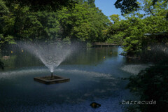 井之頭公園の巻（またしても蔵出し）⑧