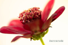 大船フラワーセンター①