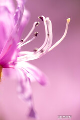 ハヤトミツバツツジⅡ