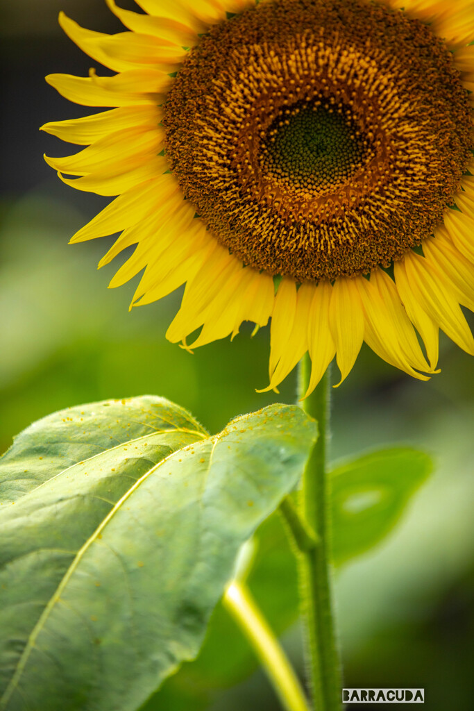 横浜のひまわり畑⑤