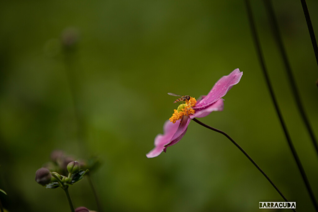 秦野市戸川公園にて③