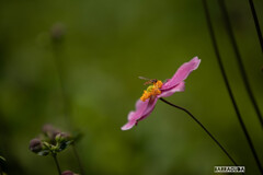 秦野市戸川公園にて③