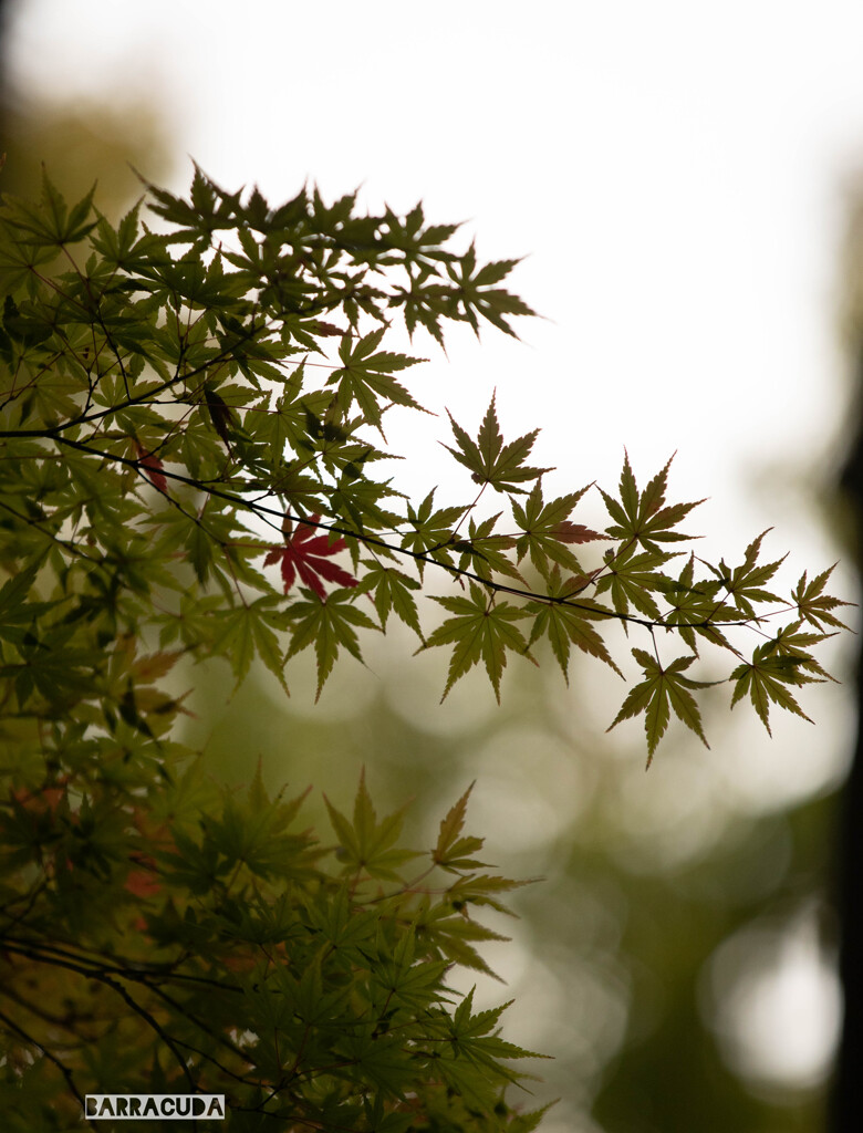 田園調布の宝来公園のモミジ