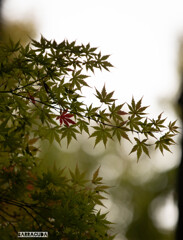 田園調布の宝来公園のモミジ