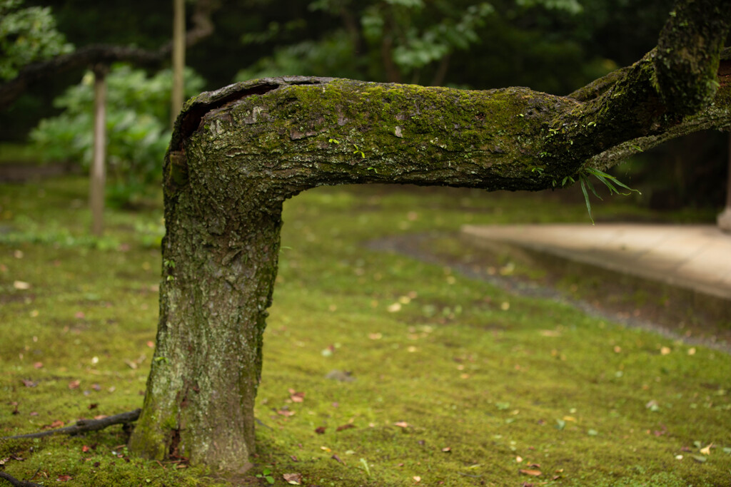 三渓園の曲がった木
