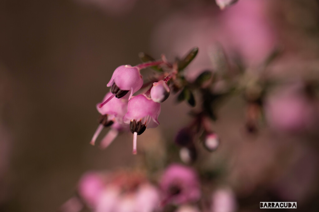 こども植物園草花シリーズ④　ピンクの花