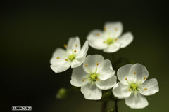 神代植物園・スイレン①