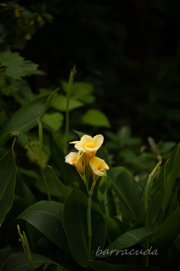舞岡公園シリーズ